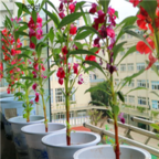 18usd Ngryise 3000pcs Impatiens Balsamine seed