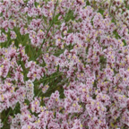 18usd Ngryise 3000pcs Limonium Bicolor seed