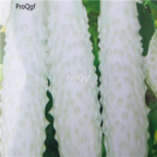 18usd Ngryise 3000pcs White Cucumber bonsai seed