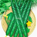 18usd Ngryise 3000pcs cucumber Cucumis Sativus Cuke seed