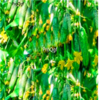 18usd Ngryise 3000pcs mini cucumber SEED