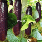 18usd Ngryise 3000pcs purple cucumber Seed