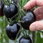 18usd Ngryise 3000pcs black pearl Tomato SEED