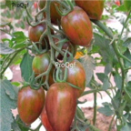 18usd Ngryise 3000pcs chocolate pearl Tomato SEED