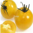 18usd Ngryise 3000pcs yellow pearl Tomato SEED