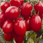 18usd Ngryise 3000pcs red pearl Tomato SEED