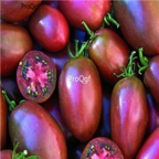 18usd Ngryise 3000pcs Ukrainian Purple Tomato SEED