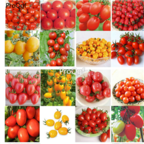 18usd Ngryise 3000pcs 16 kinds Tomato SEED