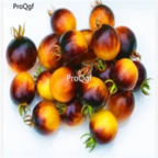 18usd Ngryise 3000pcs Yellow Black Tomato seed