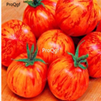 18usd Ngryise 3000pcs Tigerella Rare Fresh Tomato seed