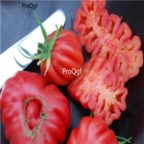 18usd Ngryise 3000pcs Greek Rare Tomato seed