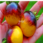 18usd Ngryise 3000pcs BUMBLE BEE tomato seed