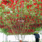 18usd Ngryise 3000pcs climbing tomato seed