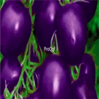 18usd Ngryise 3000pcs Cherokee Purple Tomato seed