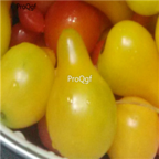 18usd Ngryise 3000pcs Russian Nutritious non-gmo tomato seed