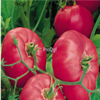 18usd Ngryise 3000pcs Brand Boy Hybrid Pink Big tomato seed