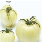 18usd Ngryise 3000pcs White Tomato seed
