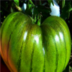 18usd Ngryise 3000pcs  Big Green Tomato with Dark Green Line seed