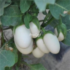 18usd Ngryise 3000pcs white pearlTomato seed