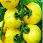 18usd Ngryise 3000pcs  golden color stripe tomato seed