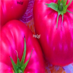 18usd Ngryise 3000pcs purple giant tomato seed