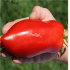 18usd Ngryise 3000pcs red long tomato seed