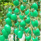 18usd Ngryise 3000pcs green pearl tomato seed
