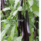 18usd Ngryise 1000pcs long purple Eggplant Solanum Muricatum seed
