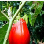 18usd Ngryise 1000pcs red Eggplant Solanum Muricatum seed