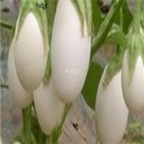 18usd Ngryise 1000pcs small white Eggplant Solanum Muricatum seed