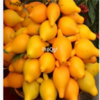 18usd Ngryise 1000pcs yellow rare Eggplant Solanum Muricatum seed