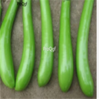 18usd Ngryise 1000pcs green long Eggplant Solanum Muricatum seed