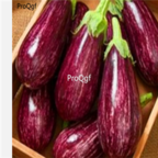 18usd Ngryise potted purple 1000pcs Eggplant Solanum Muricatum seed