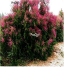 18Usd Ngryise 500pcs Tamarix chinensis seed