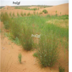 18usd Ngryise 300pcs  Salix cheilophila seed