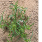 18usd Ngryise 2000pcs Agriophyllum squarrosum seed