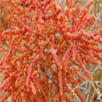 18usd Ngryise 500pcs Kalidium foliatum seed