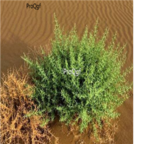 18usd Ngryise 500pcs Alhagi sparsifolia seed