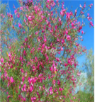 18usd Ngryise 2000pcs Hedysarum scoparium seed