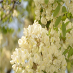 18usd Ngryise 500pcs Robinia pseudoacacia seed