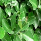 19usd Ngryise 1000pcs Euonymus japonicus seed