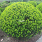 19usd Ngryise 3000pcs Buxus bodinieri seed