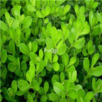 19usd Ngryise 1000pcs Buxus sinica seed