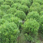 19usd Ngryise 5000pcs  Ilex ficoidea seed