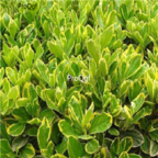 19usd Ngryise 1000pcs Buxus megistophylla seed