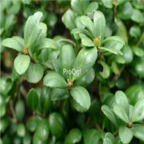 19usd Ngryise 1000pcs Ilex crenata seed