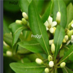 19usd Ngryise 500pcs Pittosporum tobira seed
