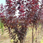 19usd Ngryise 1000pcs Prunus Cerasifera seed