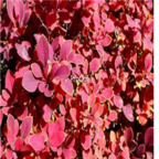 19usd Ngryise 3000pcs Berberis thunbergii seed
