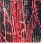 19usd Ngryise 1000pcs Swida alba seed